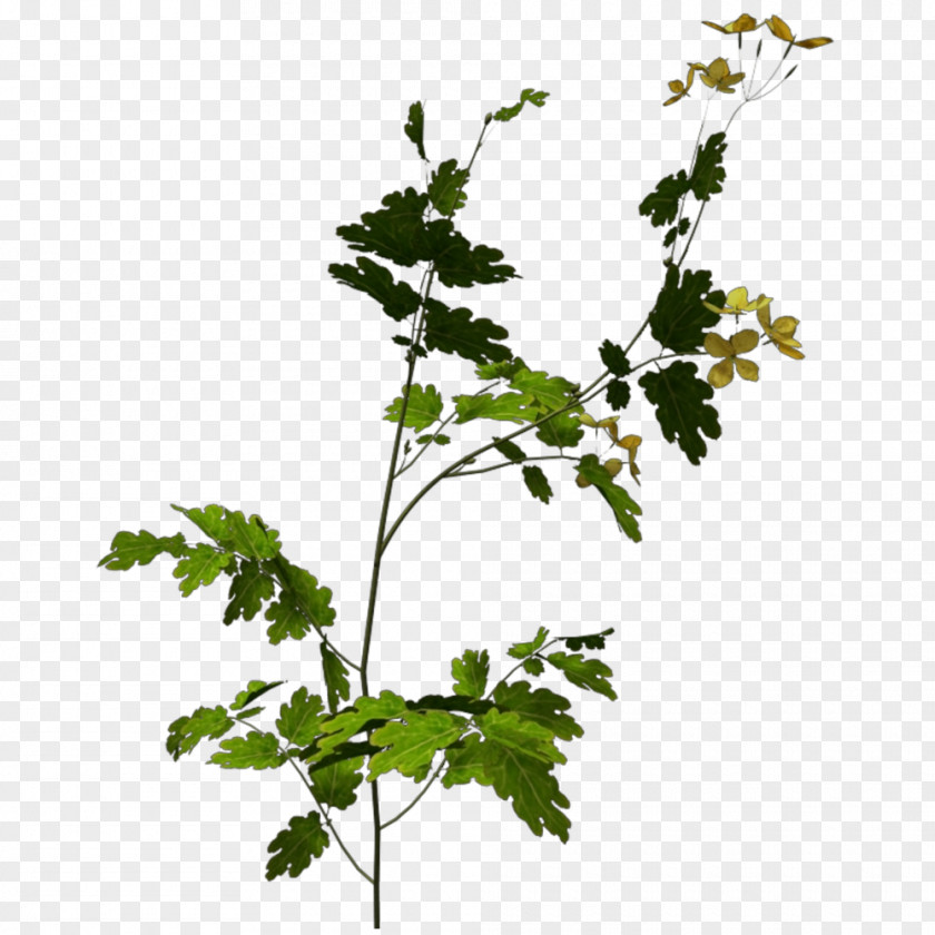 Celandine Twig Grapevine Recycling Green Waste Leaf PNG