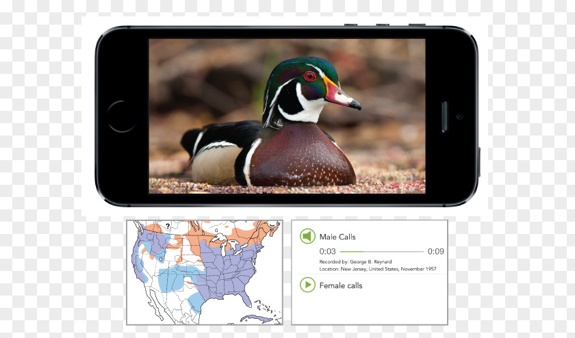 Face Recognition Technology Duck Tricky Bird Cornell Lab Of Ornithology Merlin PNG