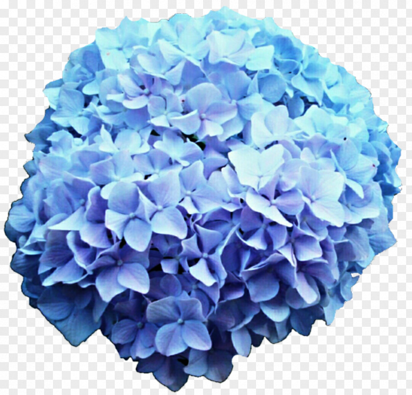 Hortensia French Hydrangea Flower Blue Rose Clip Art PNG