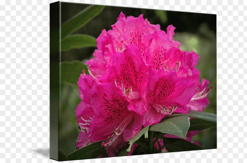 Rhododendron Azalea Pink M Family Annual Plant PNG