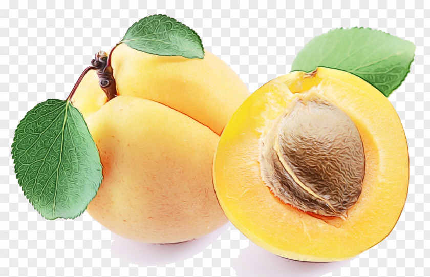Apricot Kernel Tree Turkey Cartoon PNG