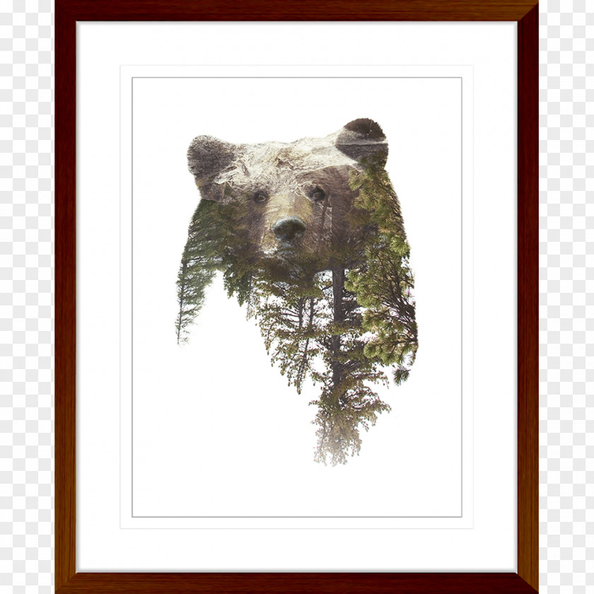 Bear Grizzly American Black Photography Giant Panda PNG