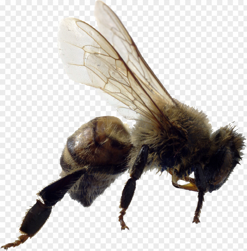 Bee Image African Japanese Giant Hornet Insect Africanized PNG