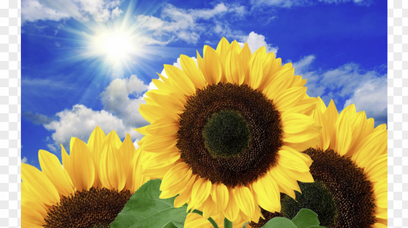 Common Sunflower Torch Натяжна стеля Desktop Wallpaper PNG