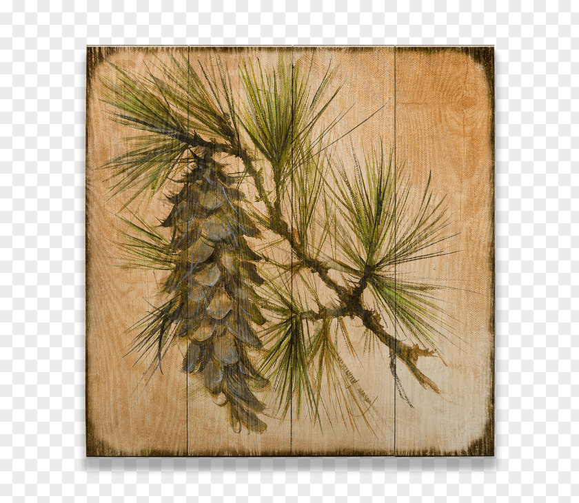 Design Pine Conifer Cone Larch Spruce PNG