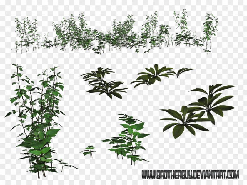 Flower Flora Subshrub Plant Stem PNG