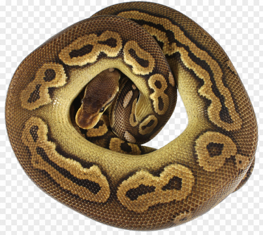 Ball Python Boa Constrictor PNG