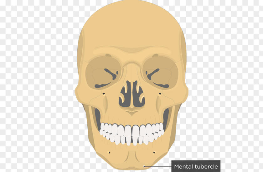 Skull Vomer Nasal Bone Concha Lacrimal PNG