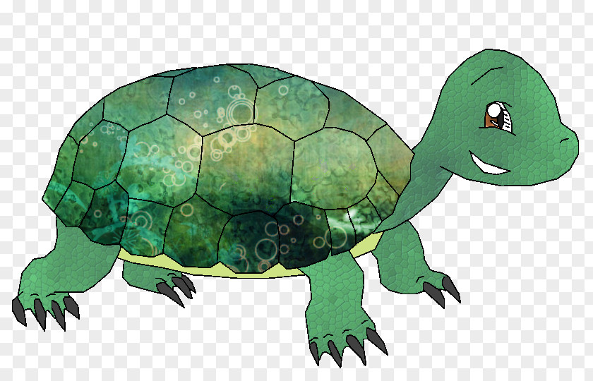 Turtle Tortoise Sea Pond Turtles Animal PNG