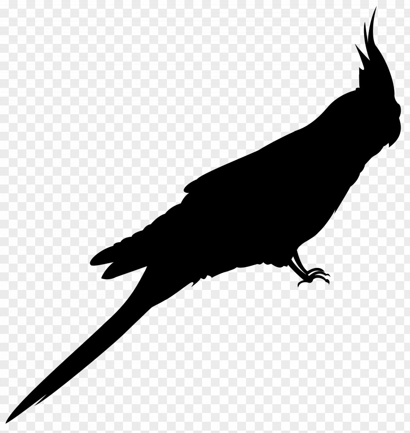 Beak Clip Art Fauna Feather Silhouette PNG