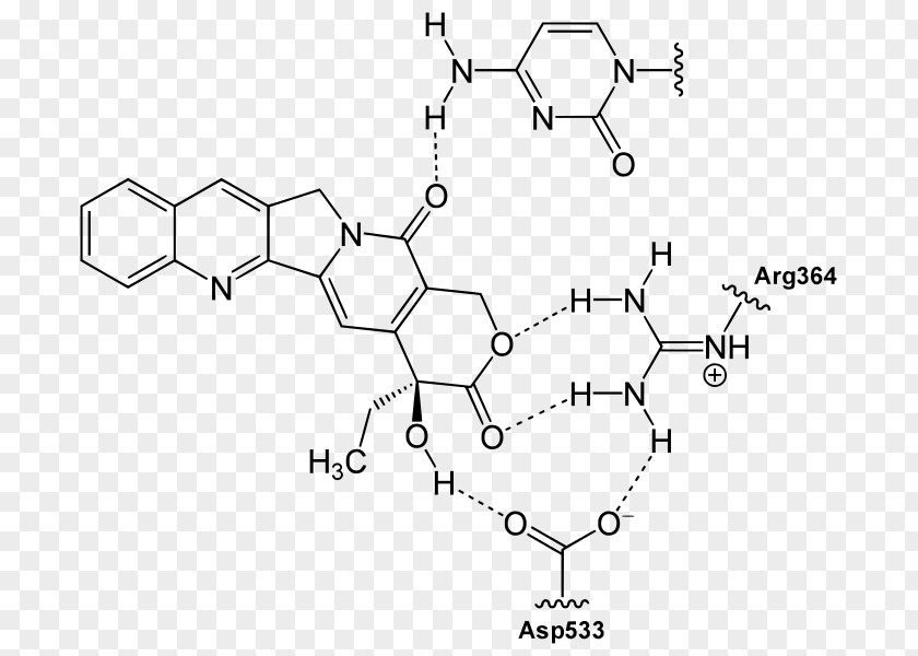 BINDING Camptothecin Quinoline Chemistry Alkaloid Topotecan PNG