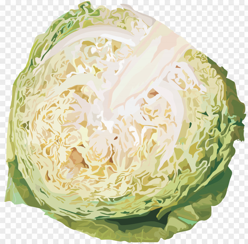Cabbage Kohlrabi Vegetable Clip Art PNG