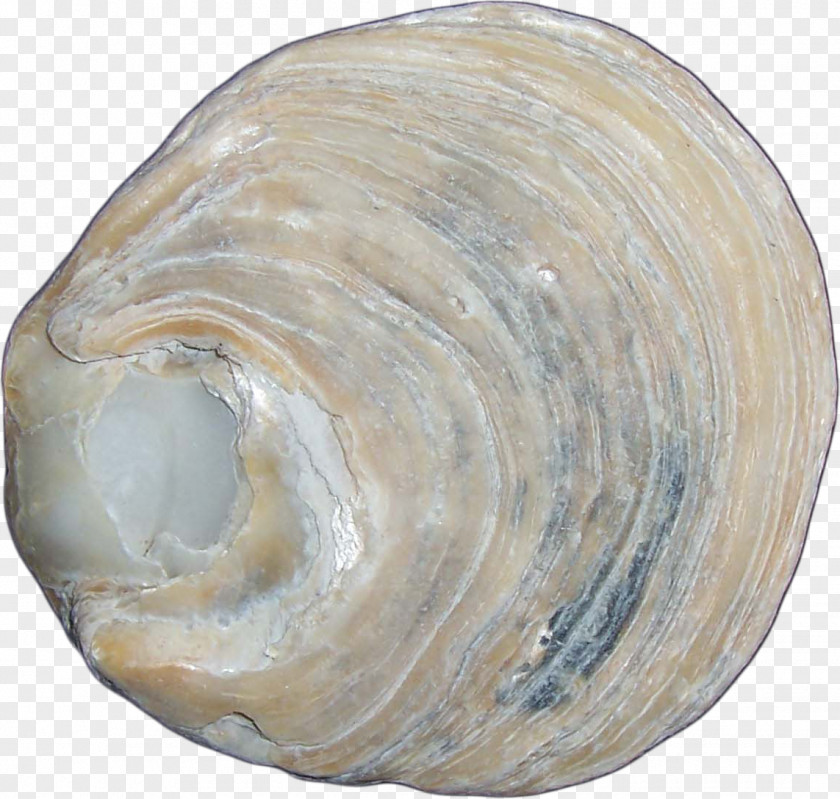 Conch Macoma Clam Cockle Mussel Shankha PNG