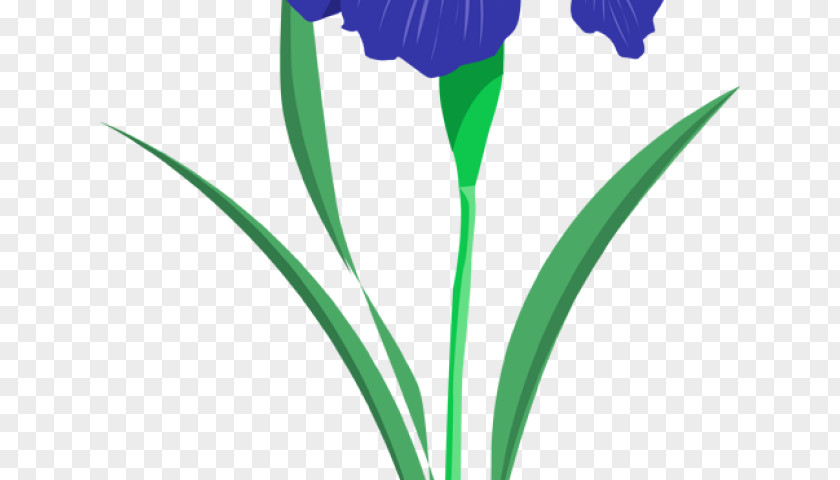 Horchata Vector Clip Art Flower Illustration Drawing Northern Blue Flag PNG
