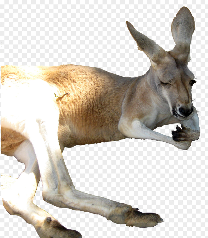 Kangaroo Clip Art PNG