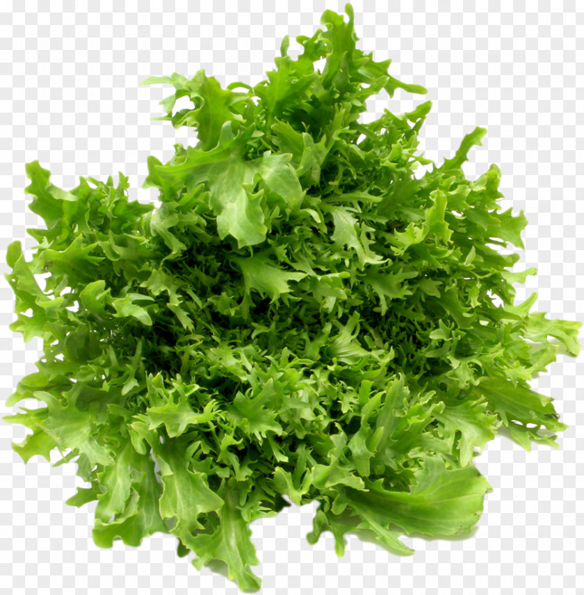 Lettuce Leaf Vegetable Salad Fruit PNG