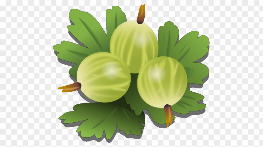 Amla Gooseberry Fruit Vegetable Clip Art PNG