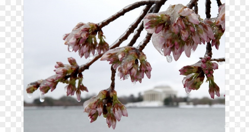 Cherry Blossoms Tidal Basin East Coast Of The United States March 2017 North American Blizzard Northeastern Winter Storm PNG