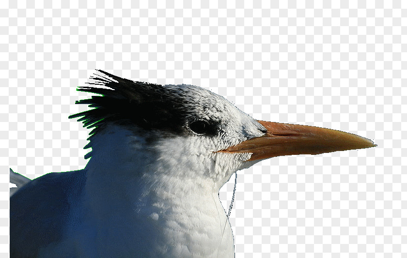 Feather Beak Close-up Seabird Neck PNG