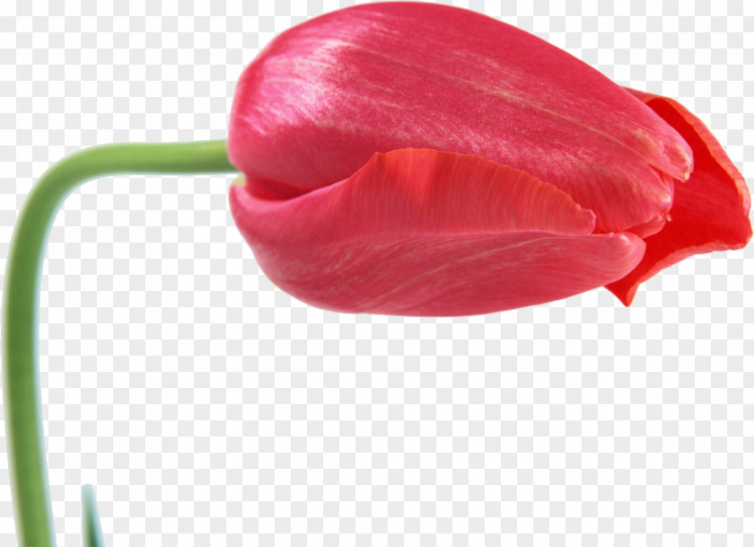 Tulip Desktop Wallpaper Cut Flowers Photography PNG