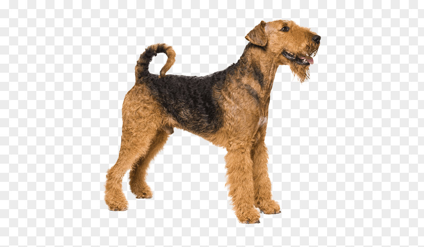 Airedale Terrier Dog Breed Pet PNG
