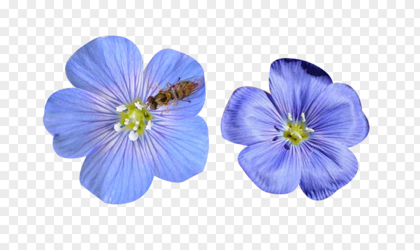 Bees And Flaxseed Flowers Insect Bee Flax Flower PNG