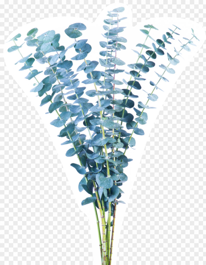 Eucalyptus Flower Plant Stem Green Vase Life Blue PNG