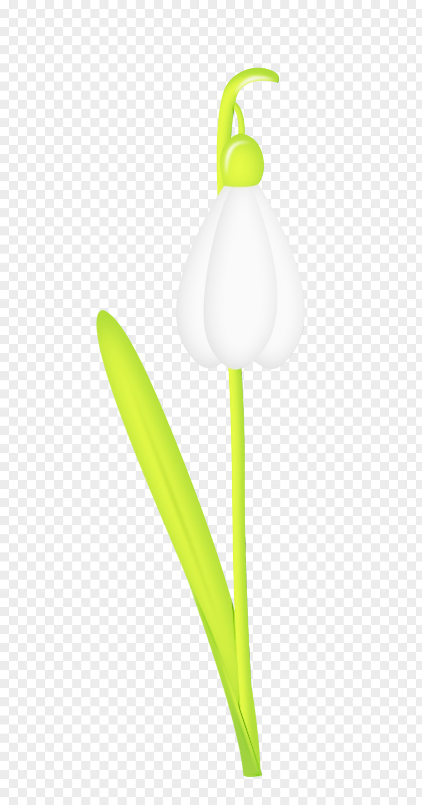 White Flower Plant Tulip Snowdrop PNG