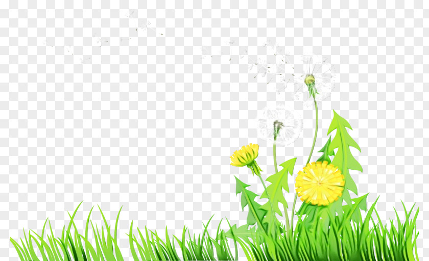 Amaryllis Family Wildflower Green Grass Background PNG