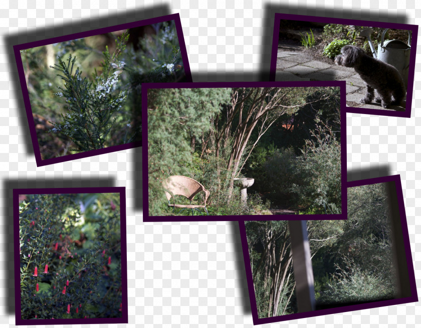 Collage Fauna Ecosystem Picture Frames PNG