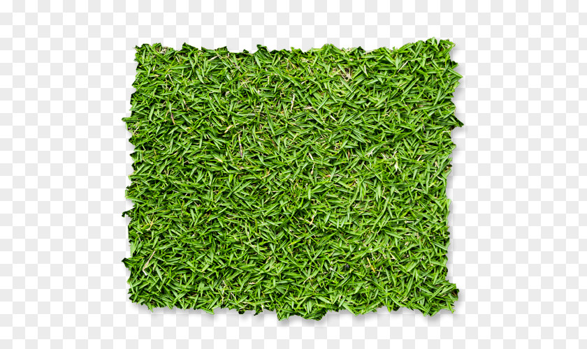 Fence Garden Green Wall Lawn Hedge PNG