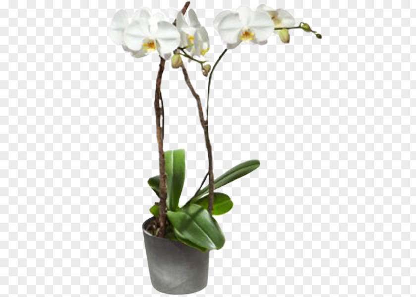 Flower Interflora Moth Orchids Floristry PNG