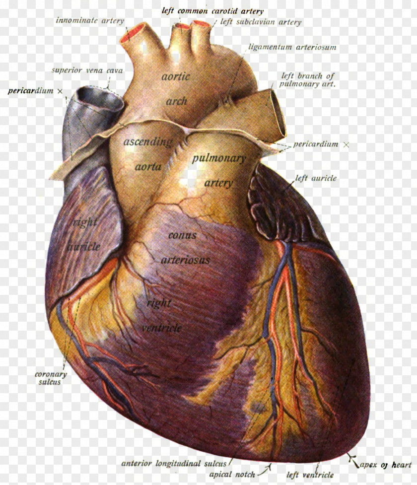 Heart Pulmonary Artery Anatomy Valve PNG