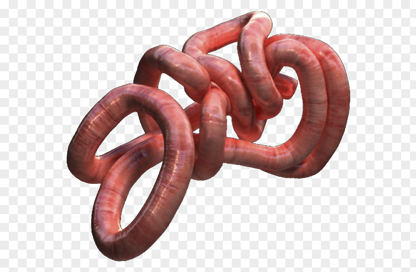 Intestine Sujuk PNG