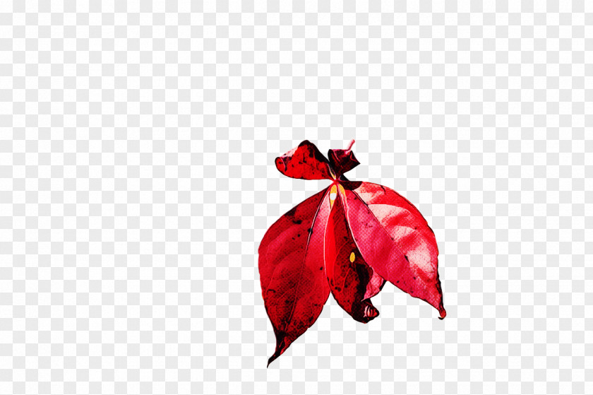 Leaf Petal Red Flower Plant Structure PNG