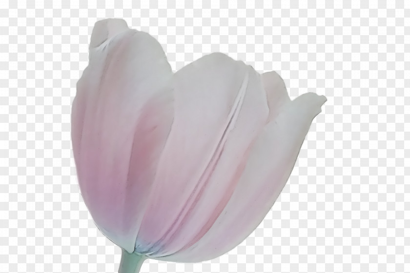 Tulip Petal Purple Close-up PNG