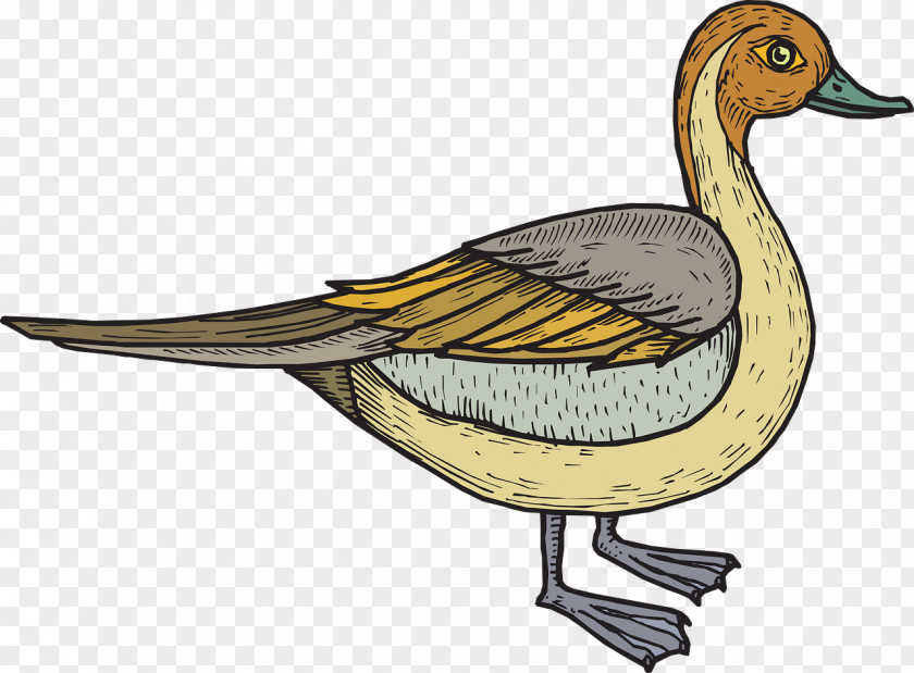Duck Bird Clip Art PNG