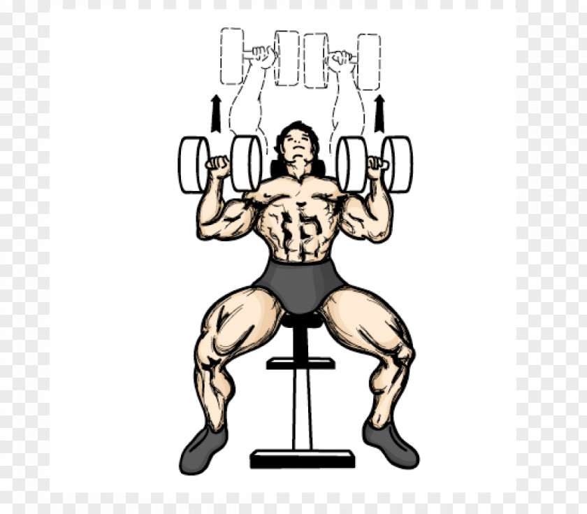 Dumbbell Bench Press Fly Weight Training PNG