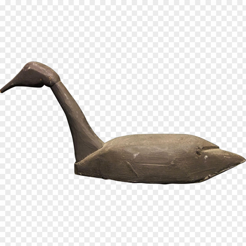 Goose Duck Anatidae Water Bird Cygnini PNG