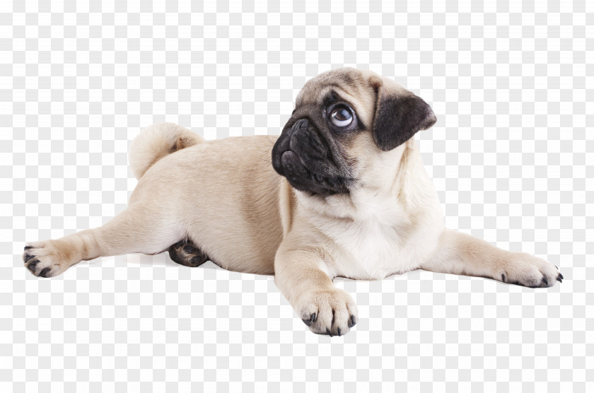 Pug Puppy Purebred Dog Breed Snout PNG