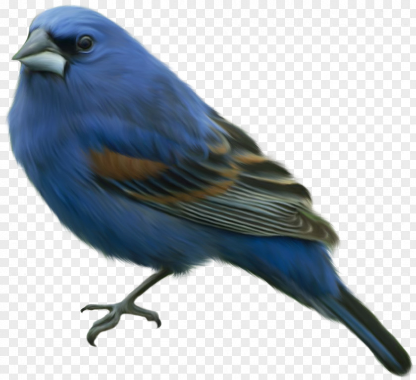 Birds Eastern Bluebird Clip Art PNG