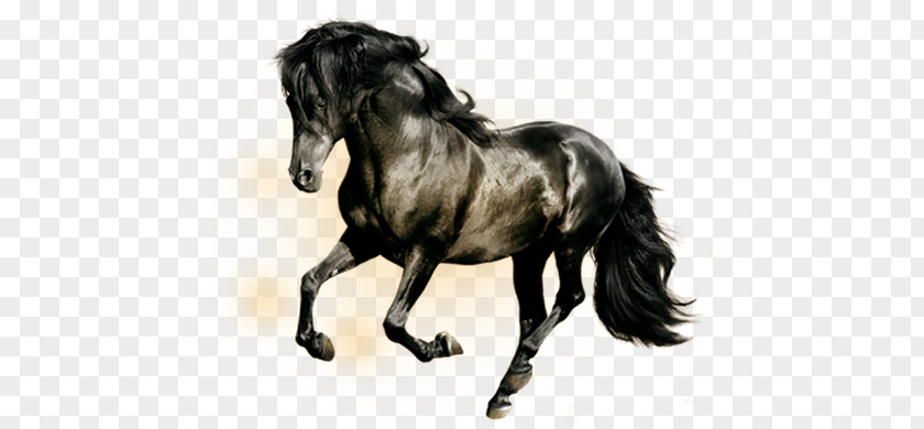 Black Horse Arabian Horses Display Resolution Wallpaper PNG