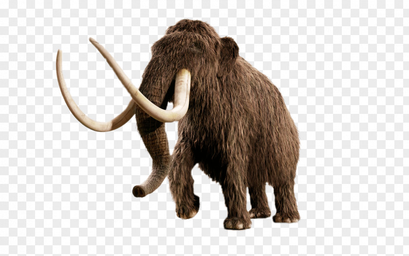 Elephant Woolly Mammoth Beringia Yuka Ice Age PNG