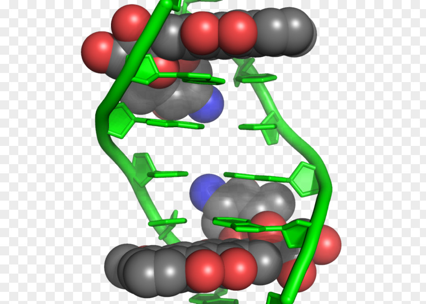 Encyclopedia Doxorubicin Intercalation DNA Anthracycline Chemotherapy PNG