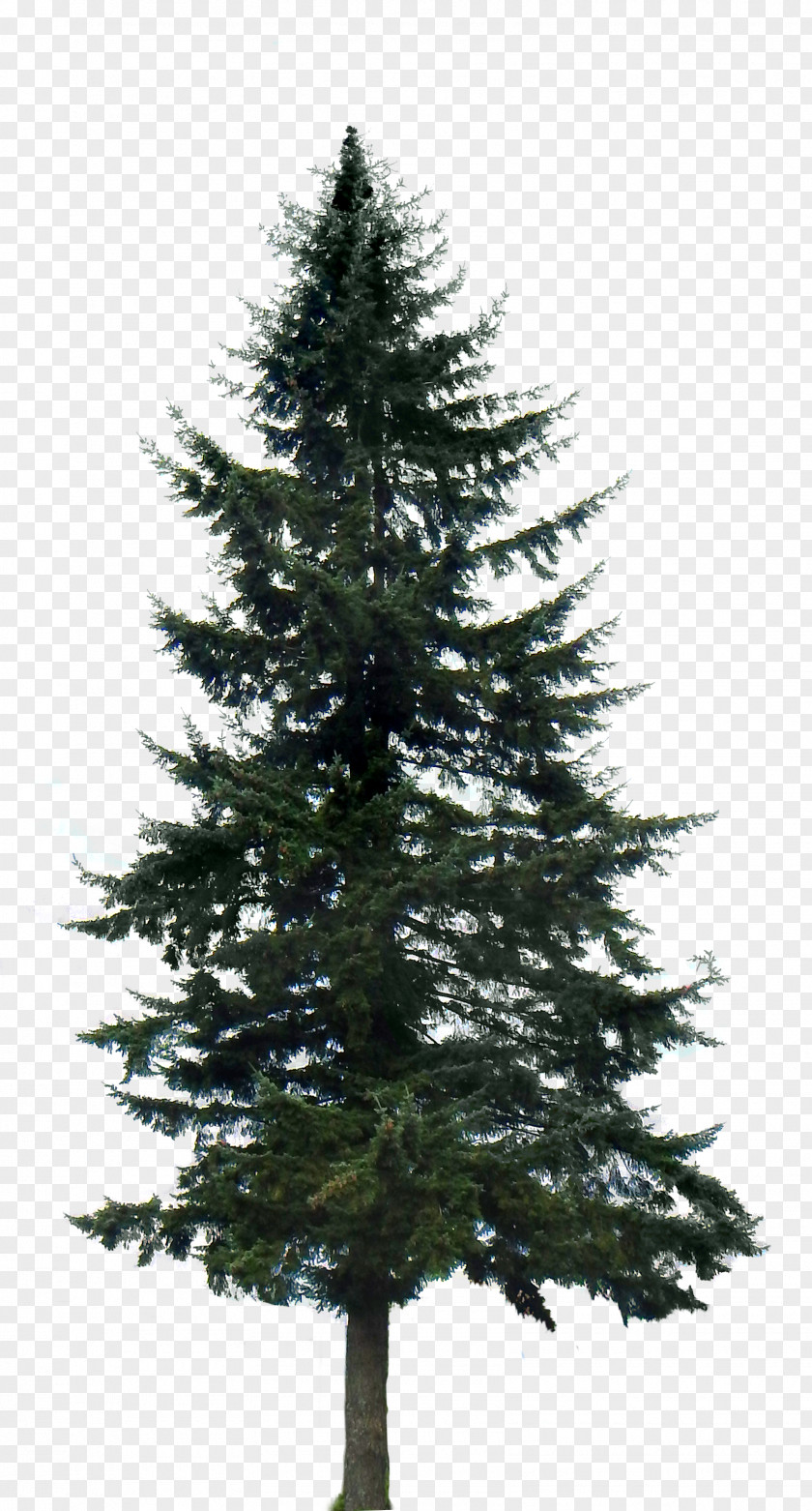 Fir-tree Western Yellow Pine Tree Clip Art PNG