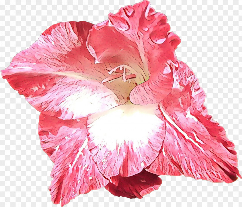 Gladiolus Hibiscus Petal Pink Flower Hawaiian Plant PNG