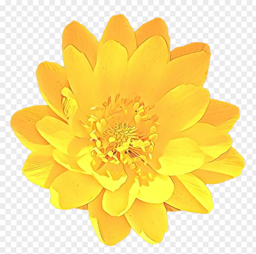 Perennial Plant Daisy Family Flower Yellow Petal Flowering PNG