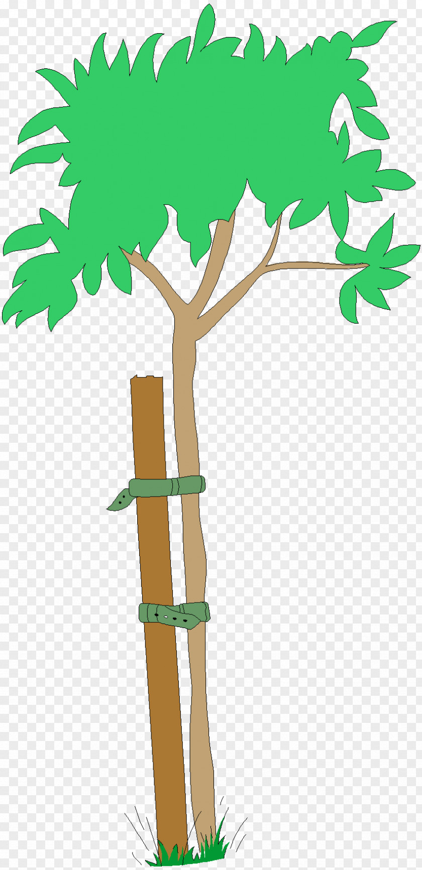 Tree PNG