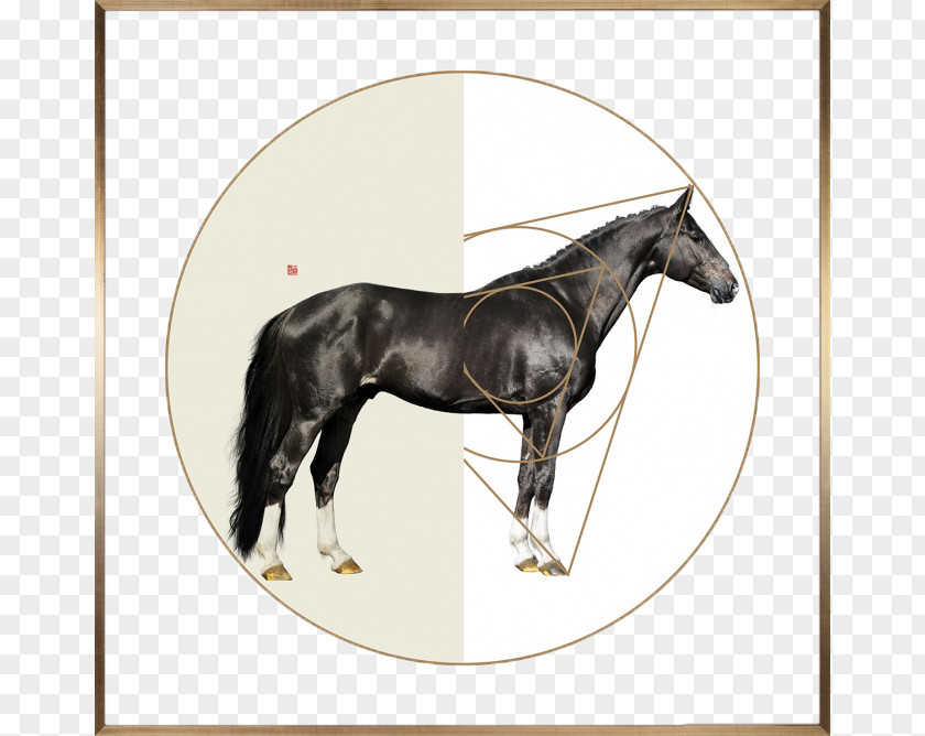 Black Horse Decorative Painting Joint Withers Equine Anatomy Fetlock PNG