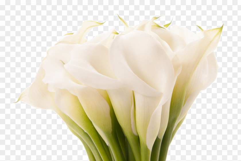Callalily Beautiful In God's Eyes Arum-lily Flower Lilium Desktop Wallpaper PNG